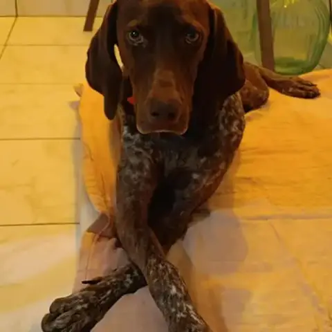 Kiara La Belle Setter Chocolat