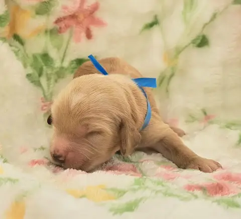 Cocker Spaniel Anglais  Bisouille