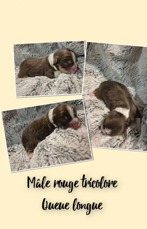Berger Américain Miniature  Beau Rubis Du Domaine Des 125b9