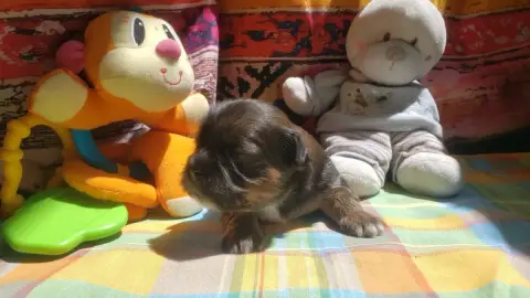 Lhassa Apso photo 3