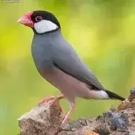 7 Paddas De Java