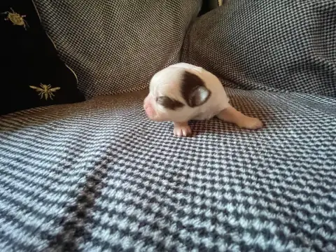 Chihuahua  Chiot N°2 De La Combe Aux Genêts