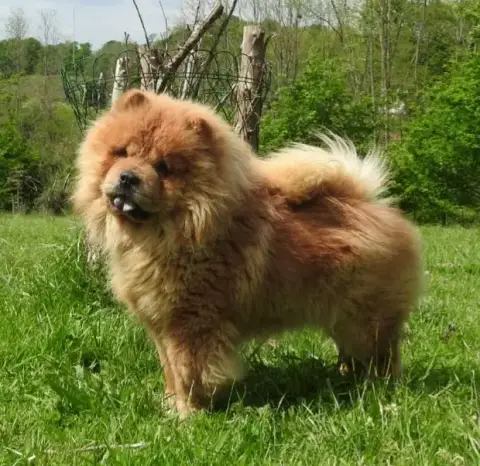Chow Chow  B........ Des Pantoufles D'Amour photo 3