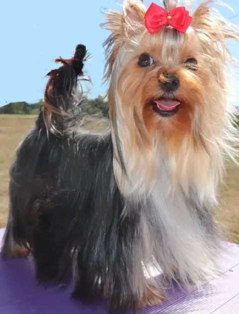 Yorkshire Terrier  Chiot N°4 Le Fenil Des Canailles c4fe5