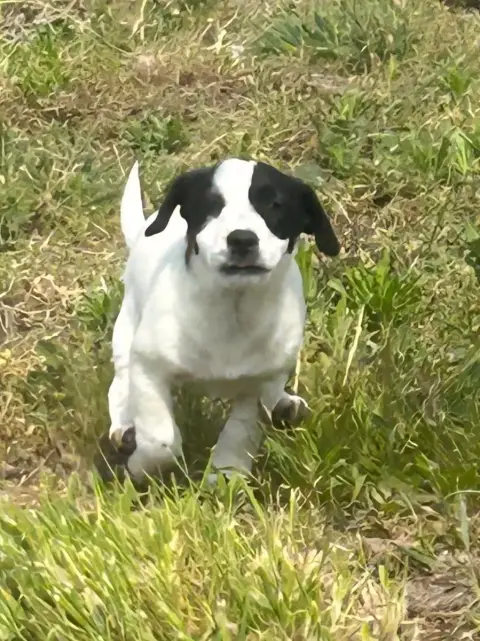 Jack Russell Terrier  Briska Du Clos Des Loutres photo 2