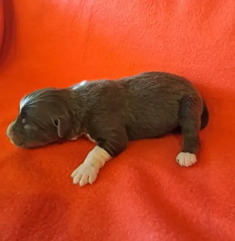 Berger Australien  Chiot 3 De La Pierre Du B'Ressieux ab36a photo 3