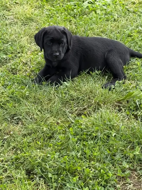 Labrador Retriever  Chiot N°8 Angelcraft photo 2