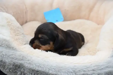 Teckel Poil Dur  Chiot N°4 Du Domaine Du Brame