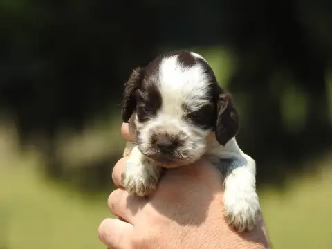 Cocker Spaniel Anglais 
                        Chiot 280d0