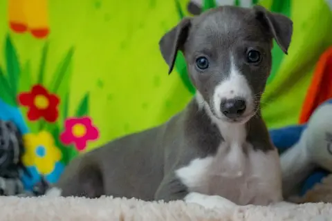 Whippet  Balgruuf De La Bastie D'Hucaroc photo 2