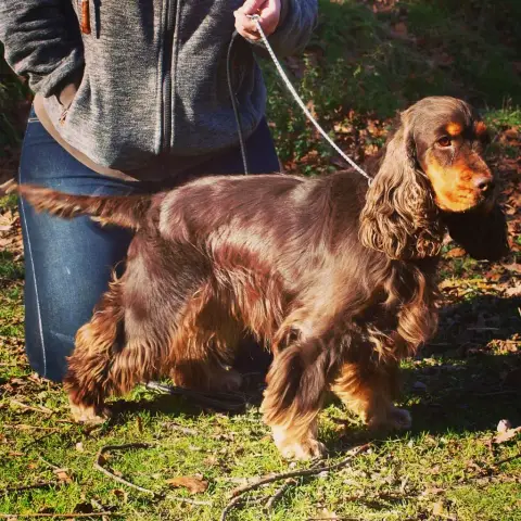 Cocker Spaniel Anglais  Chiot Tricolore Du Mas Destin ee55f photo 2