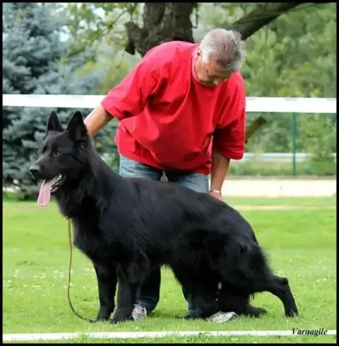 Berger Allemand Poil Long  Botan De La Forêt D'Aiglca 3e14b photo 2