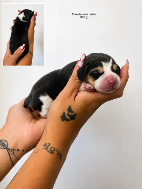 Beagle  Chiot 3 Corsicahusky