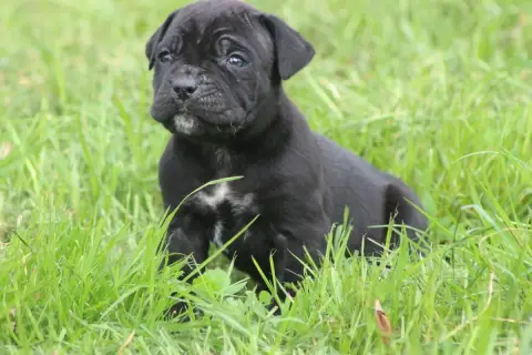 Cane Corso  Chiot N°7 photo 2