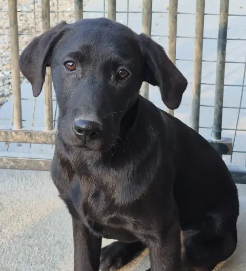 Labrador Retriever  Ankara Of Glen Sheallag photo 2