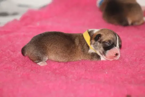 Welsh Corgi Pembroke  Beauty Privilege Bhumi Devi photo 3