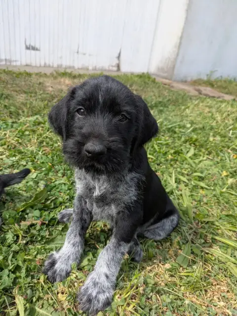 Chien D'Arrêt Allemand À Poil Dur  Chiot N°1 De La Gr f274f photo 2