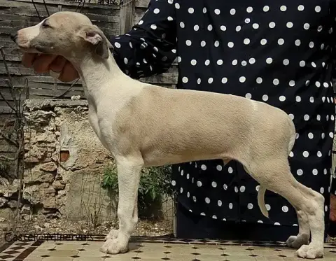 Whippet  Baltazar Du Castel Minervois