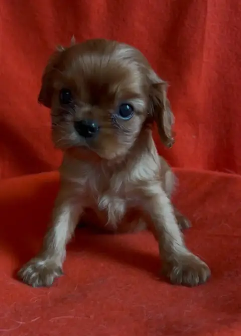 Cavalier King Charles Spaniel  Chiot N°2 Du Souvenir  ac710
