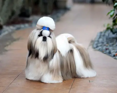 Shih Tzu photo 3