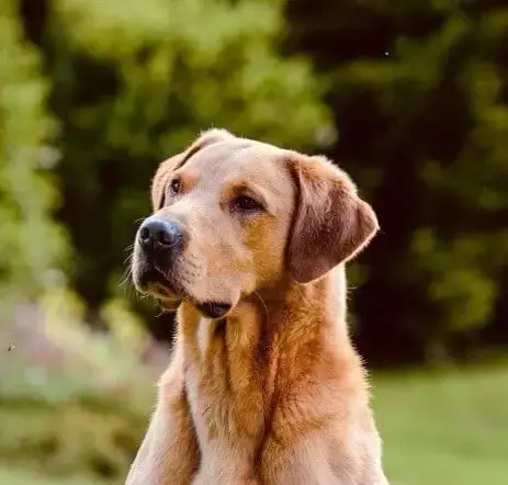 Labrador Retriever photo 2