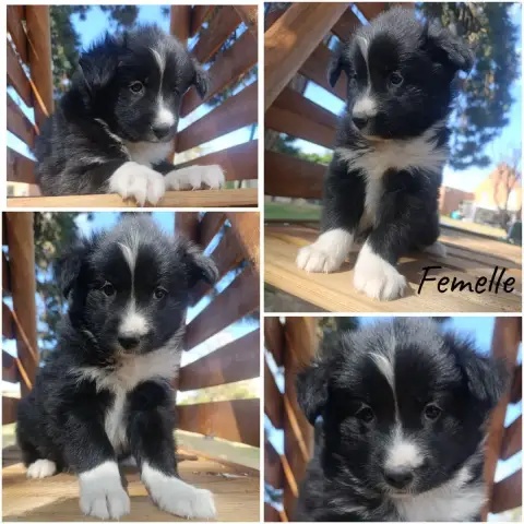 Laika De Iakoutie 
                        Chiot N°8 19568