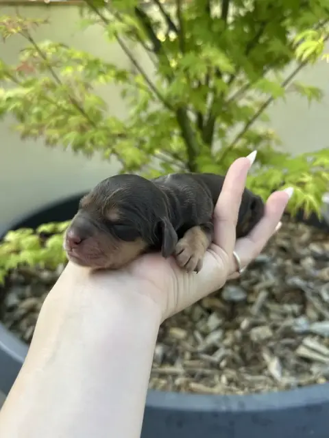 Cocker Spaniel Anglais  F Chocolat Et Feu Gardien Des 59fbf