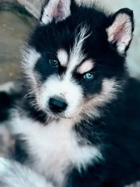 Siberian Husky  Chiot N°1 De Romane De La Fardelle photo 2