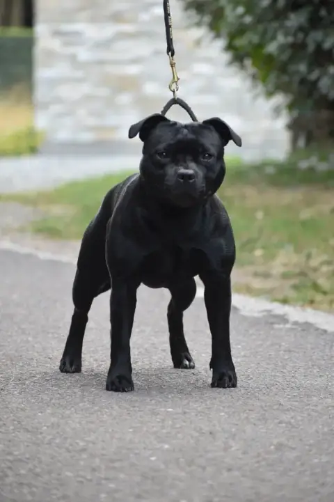 Staffordshire Bull Terrier  Chiot N°1 Du Castel Des P 7b65a photo 2