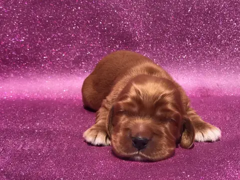 Cocker Spaniel Anglais