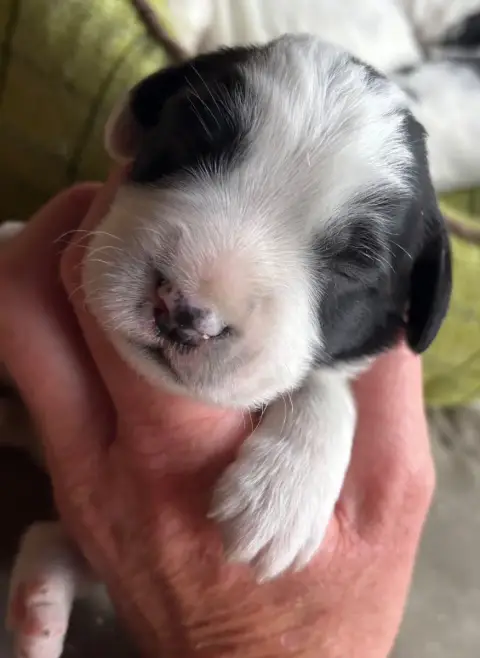 English Springer Spaniel  B.................... Des E 51aa8