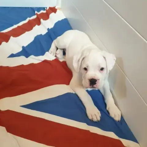 Boxer Femelle Blanche