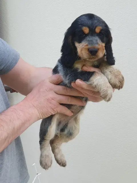 Cocker Spaniel Anglais  Bulma De Lambaol
