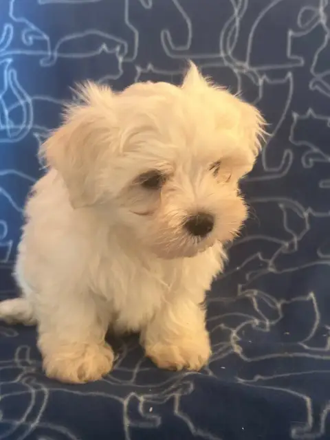 Bichon Maltais  Bamby Du Hameau De Roxane photo 2