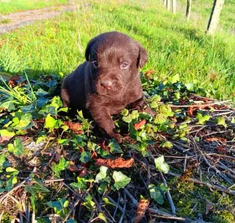 Labrador Retriever  Chiot N°3 Du Prieur De La Roche 32eeb