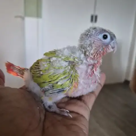 Conure A Vendre
