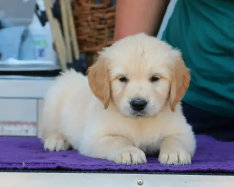 Golden Retriever  Chiot N°7 Jaune De Windy'Stia