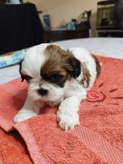 Shih Tzu  Bambou Du Jardin Des Perles De Cixi photo 2