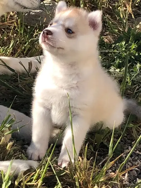 Siberian Husky  Collier Bleu Of The Southern Mountain 04ee3
