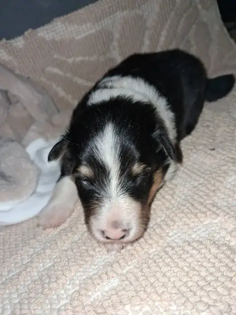 Shetland Sheepdog  Belle De L’Ocean Noire