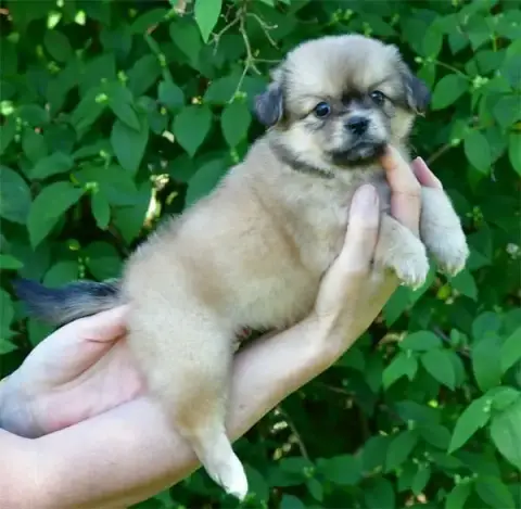 Epagneul Tibetain  Chiot N°2 De Dame Nature photo 2