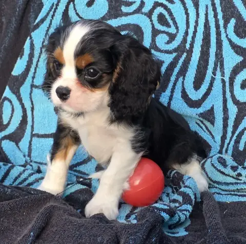 Cavalier King Charles Spaniel  Billy De La Colline Au 339b3