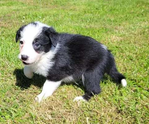 Border Collie  Femelle Noire Et Blanche 2 Des Marais  f0cdf