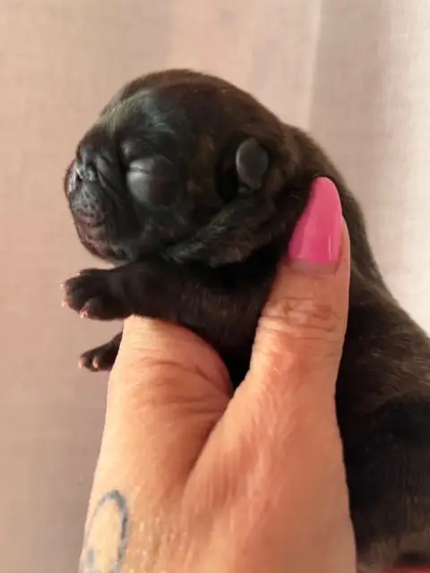 Bouledogue Français  Bastos Du Bois D'Athée