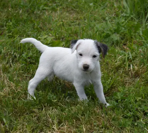 Parson Russell Terrier  Bounty Du Jardin D'Inuko photo 2