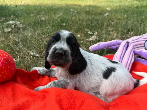 Cocker Spaniel Anglais  Chiot N°2 Du Moulin De Madjur f2c6a