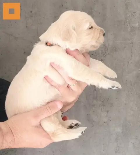 Golden Retriever  Bailey Des Bois Ronflants