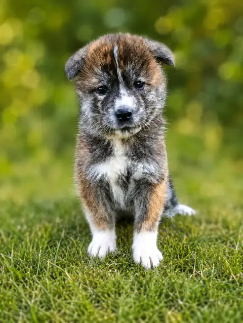 Akita  Chiot N°4