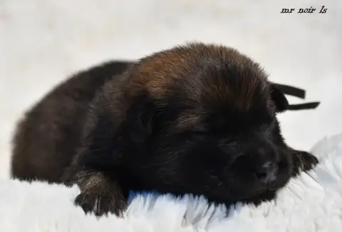 Eurasier  Chiot 7 Des Legendes De Retz photo 3