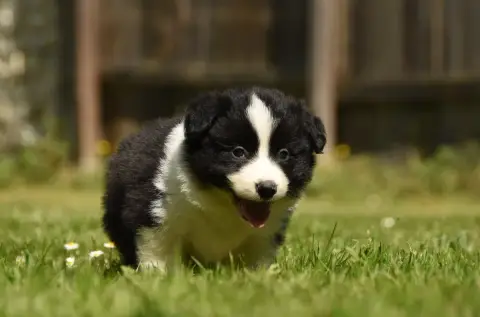 Border Collie  Chiot N°2 Des Collines De Sagne